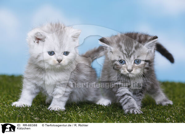 Ktzchen / Kitten / RR-88388