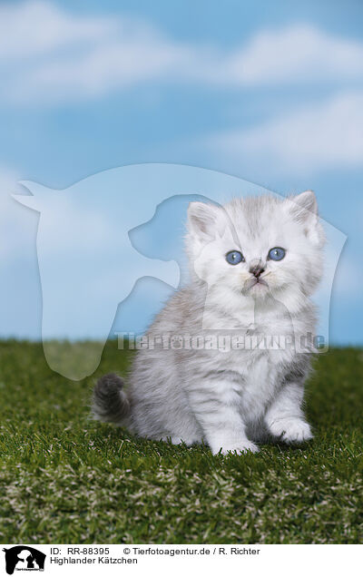 Highlander Ktzchen / Highlander Kitten / RR-88395