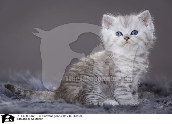 Highlander Ktzchen / Highlander Kitten / RR-89062