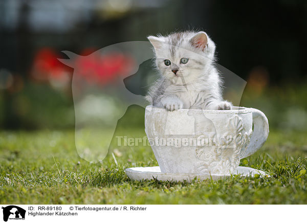 Highlander Ktzchen / Highlander Kitten / RR-89180