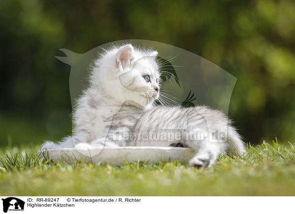 Highlander Ktzchen / Highlander Kitten / RR-89247