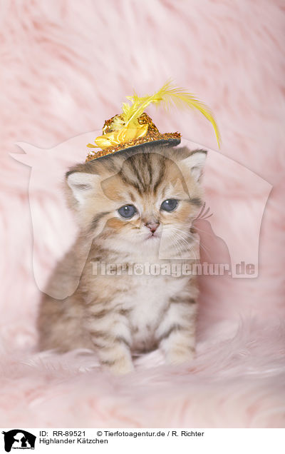 Highlander Ktzchen / Highlander Kitten / RR-89521