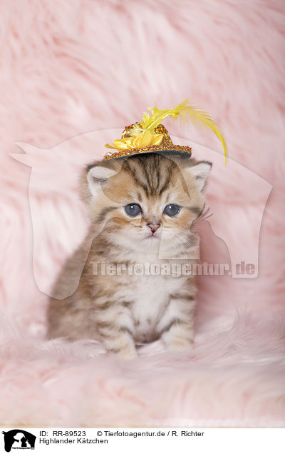 Highlander Ktzchen / Highlander Kitten / RR-89523