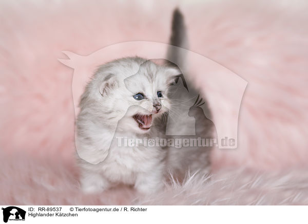 Highlander Ktzchen / Highlander Kitten / RR-89537