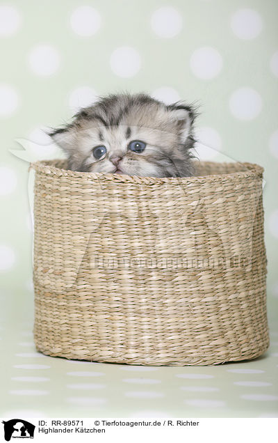 Highlander Ktzchen / Highlander Kitten / RR-89571