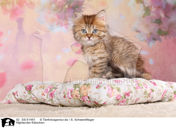 Highlander Ktzchen / Highlander Kitten / SS-51461
