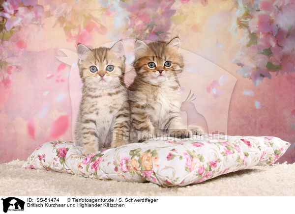 Britisch Kurzhaar und Highlander Ktzchen / British Shorthair and Highlander Kitten / SS-51474