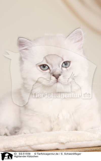 Highlander Ktzchen / Highlander Kitten / SS-51558