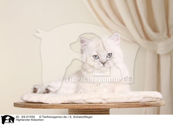 Highlander Ktzchen / Highlander Kitten / SS-51559