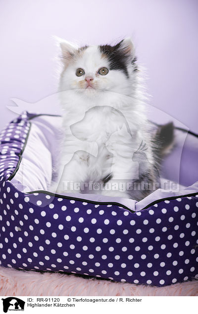 Highlander K�tzchen / RR-91120