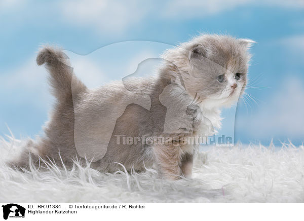 Highlander Ktzchen / Highlander Kitten / RR-91384