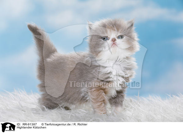 Highlander Ktzchen / Highlander Kitten / RR-91387
