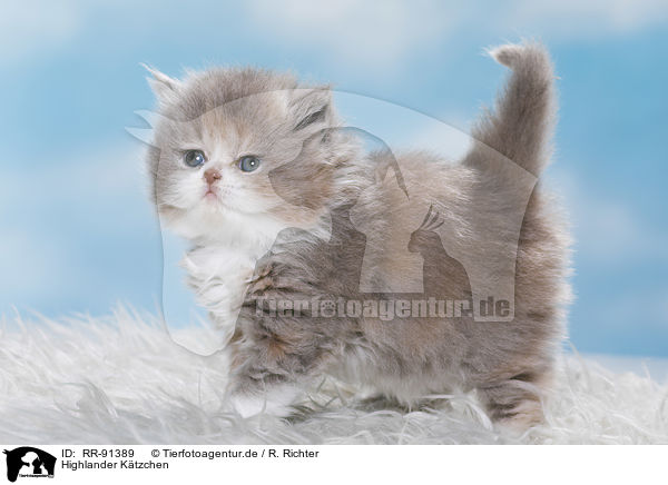 Highlander Ktzchen / Highlander Kitten / RR-91389