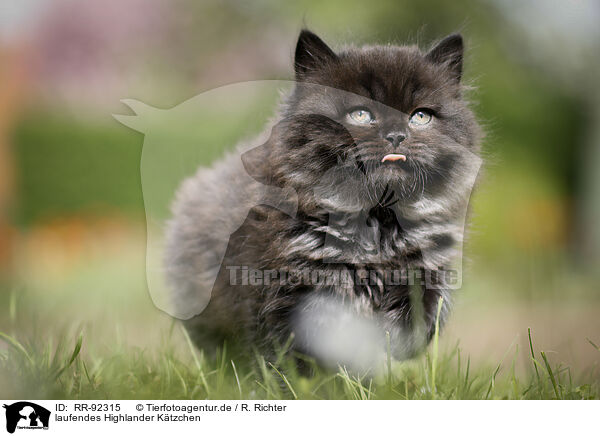 laufendes Highlander Ktzchen / walking Highlander Kitten / RR-92315