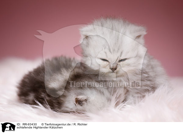 schlafende Highlander Ktzchen / sleeping Highlander kittens / RR-93430