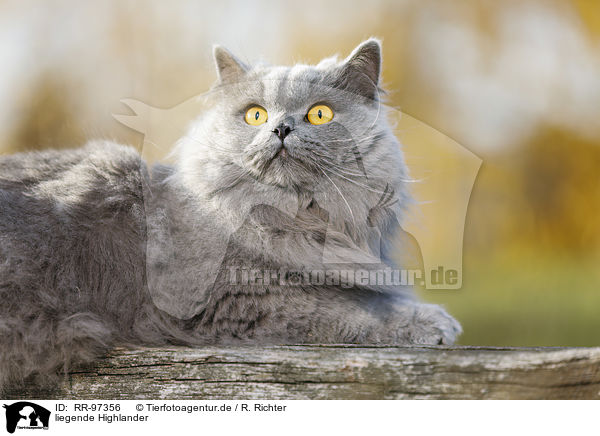 liegende Highlander / lying Highlander / RR-97356