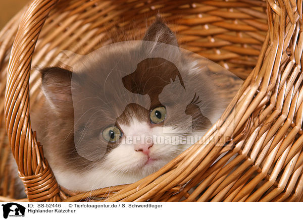 Highlander Ktzchen / Highlander Kitten / SS-52446