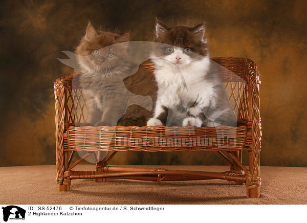 2 Highlander Ktzchen / 2 Highlander Kitten / SS-52476