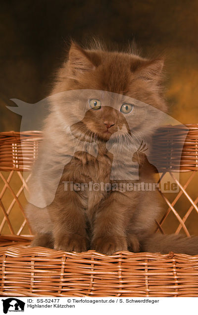 Highlander Ktzchen / Highlander Kitten / SS-52477