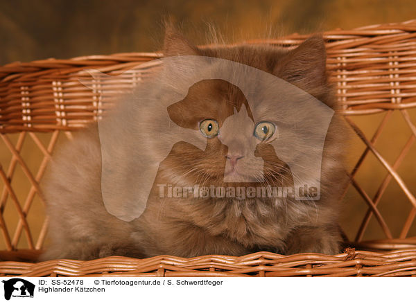 Highlander Ktzchen / Highlander Kitten / SS-52478
