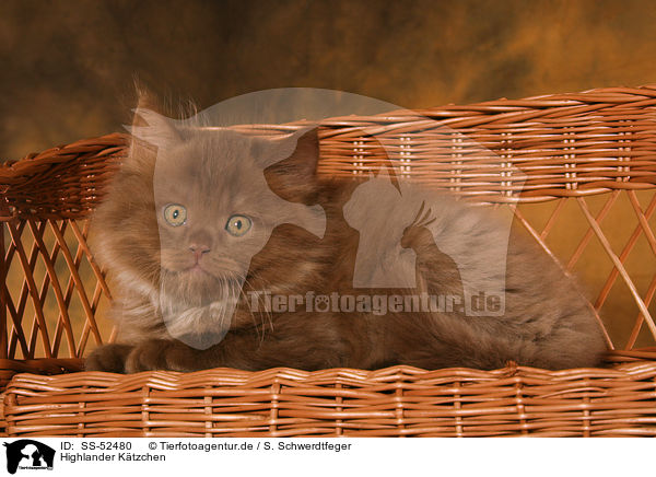 Highlander Ktzchen / Highlander Kitten / SS-52480