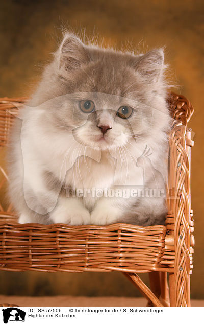 Highlander Ktzchen / Highlander Kitten / SS-52506