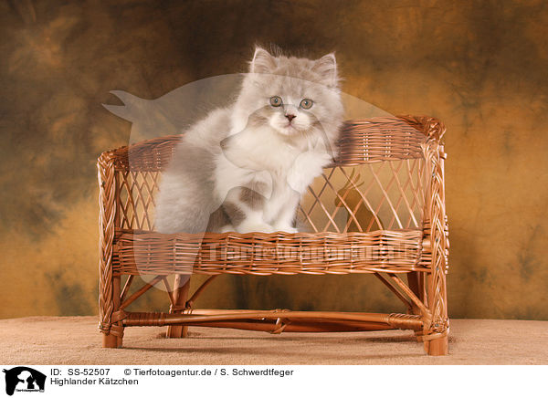 Highlander Ktzchen / Highlander Kitten / SS-52507