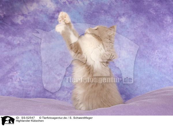 Highlander Ktzchen / Highlander Kitten / SS-52547