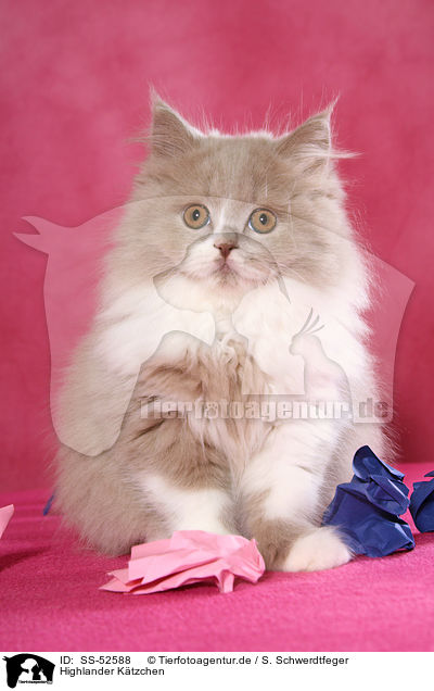Highlander K�tzchen / Highlander Kitten / SS-52588