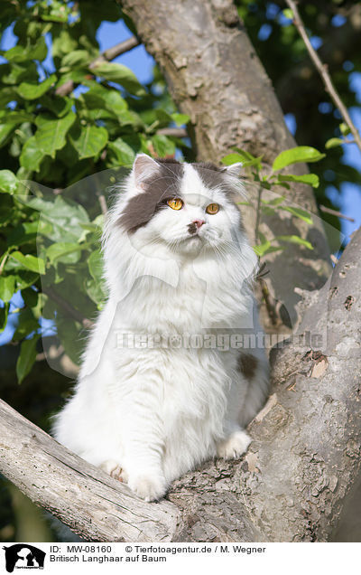 Britisch Langhaar auf Baum / British Longhair on a tree / MW-08160