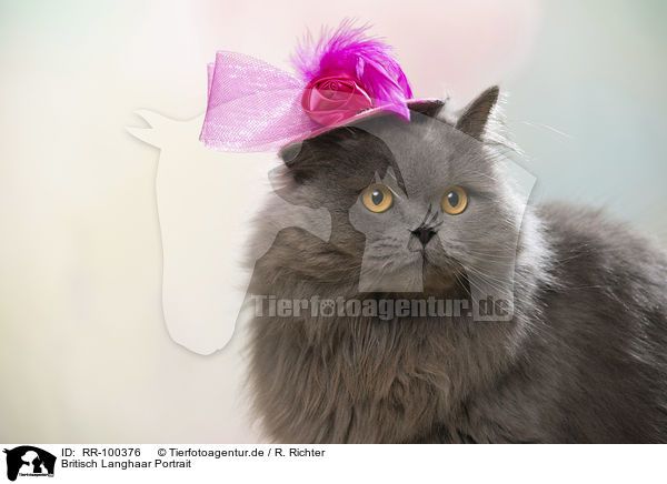Britisch Langhaar Portrait / British Longhair Portrait / RR-100376