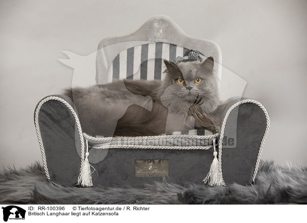 Britisch Langhaar liegt auf Katzensofa / British longhair lies on cat sofa / RR-100396