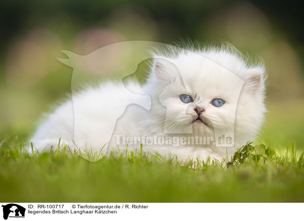 liegendes Britisch Langhaar Ktzchen / lying British longhair kitten / RR-100717