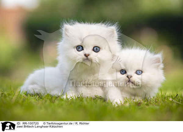 zwei Britisch Langhaar Ktzchen / two British Longhair Kittens / RR-100720
