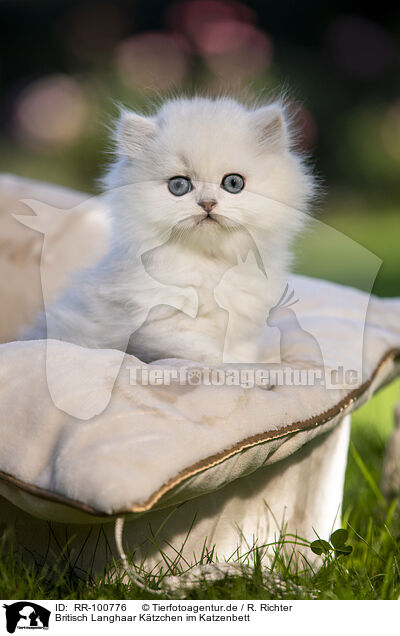 Britisch Langhaar Ktzchen im Katzenbett / British long-haired kitten in the cat bed / RR-100776