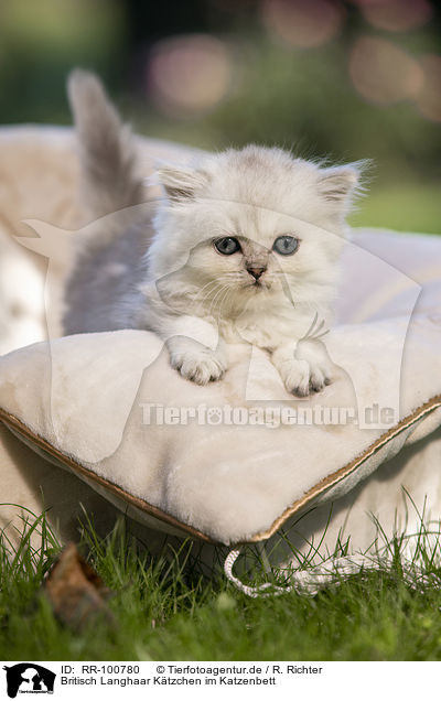 Britisch Langhaar Ktzchen im Katzenbett / British long-haired kitten in the cat bed / RR-100780