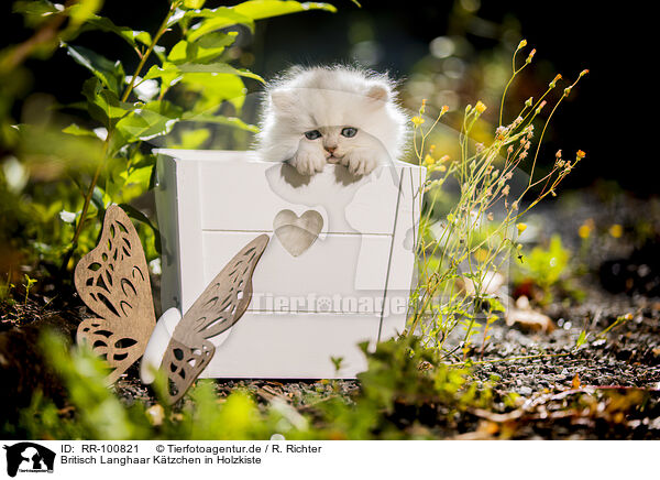 Britisch Langhaar Ktzchen in Holzkiste / British long-haired kitten in wooden case / RR-100821