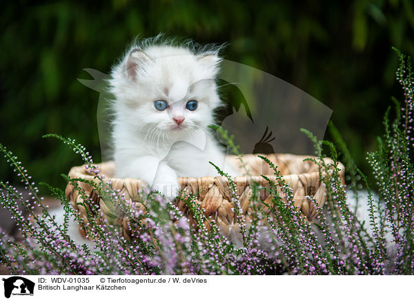 Britisch Langhaar Ktzchen / British Longhair Kitten / WDV-01035