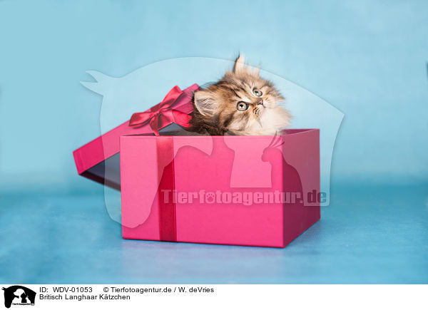 Britisch Langhaar Ktzchen / British Longhair Kitten / WDV-01053