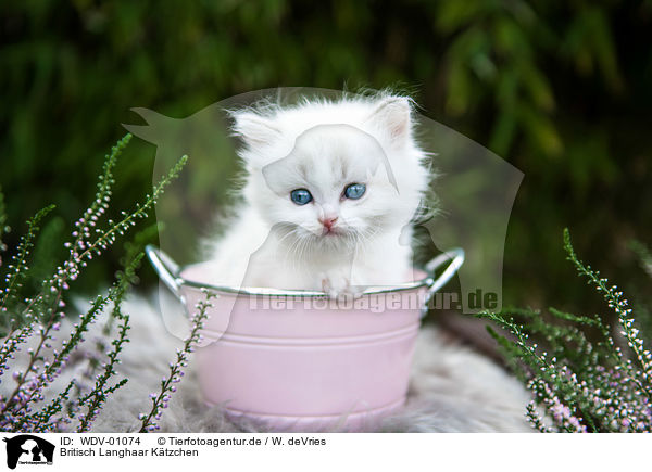 Britisch Langhaar Ktzchen / British Longhair Kitten / WDV-01074