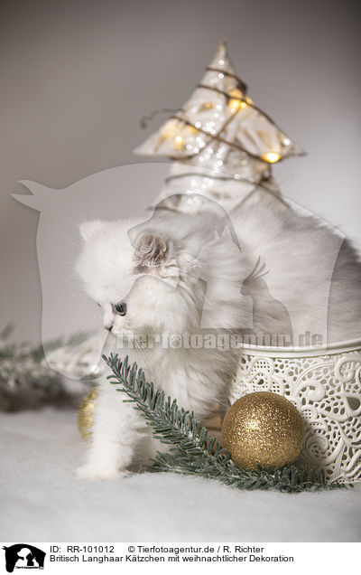 Britisch Langhaar Ktzchen mit weihnachtlicher Dekoration / British Longhair Kitten with christmas decoration / RR-101012
