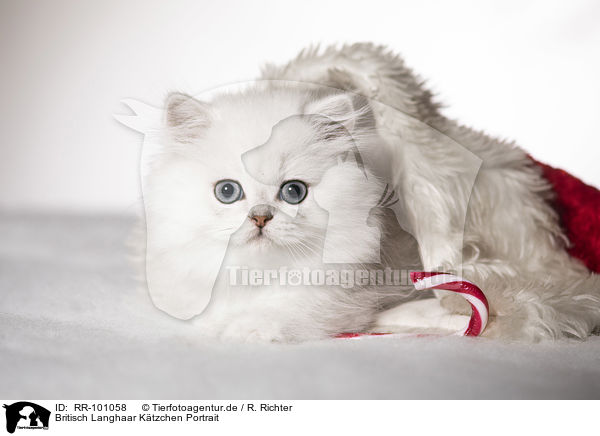 Britisch Langhaar K�tzchen Portrait / British Longhair Kitten portrait / RR-101058