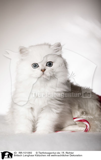 Britisch Langhaar K�tzchen mit weihnachtlicher Dekoration / British Longhair Kitten with christmas decoration / RR-101060