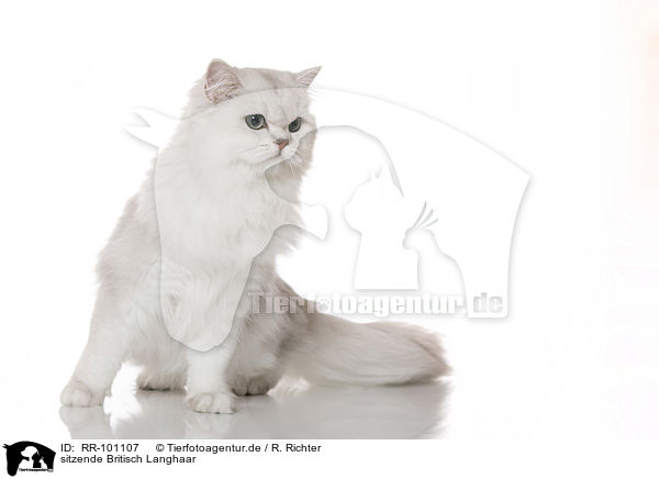 sitzende Britisch Langhaar / RR-101107