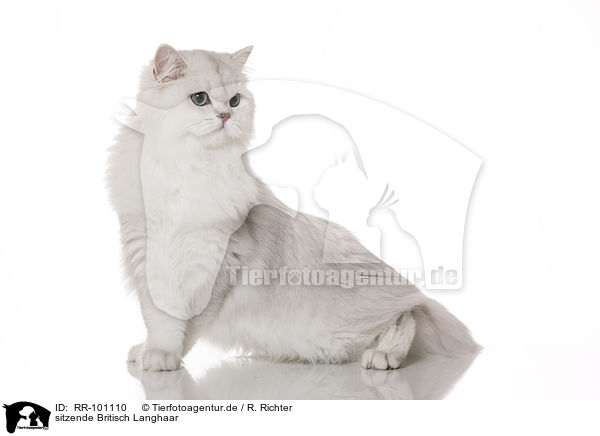 sitzende Britisch Langhaar / RR-101110