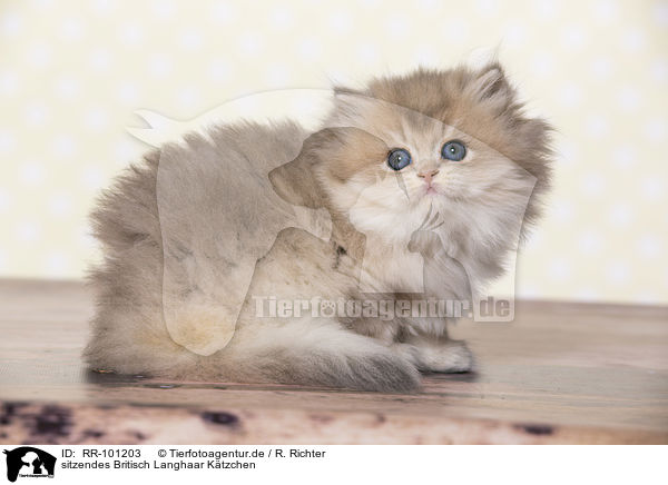sitzendes Britisch Langhaar Ktzchen / sitting British Longhair Kitten / RR-101203