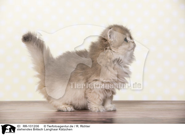stehendes Britisch Langhaar Ktzchen / standing British Longhair Kitten / RR-101206