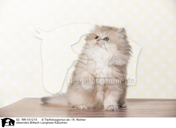 sitzendes Britisch Langhaar Ktzchen / sitting British Longhair Kitten / RR-101215