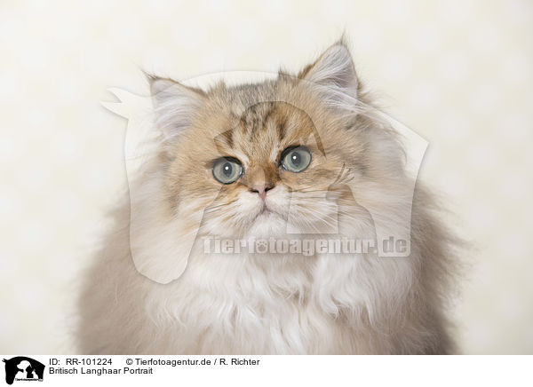 Britisch Langhaar Portrait / British Longhair portrait / RR-101224