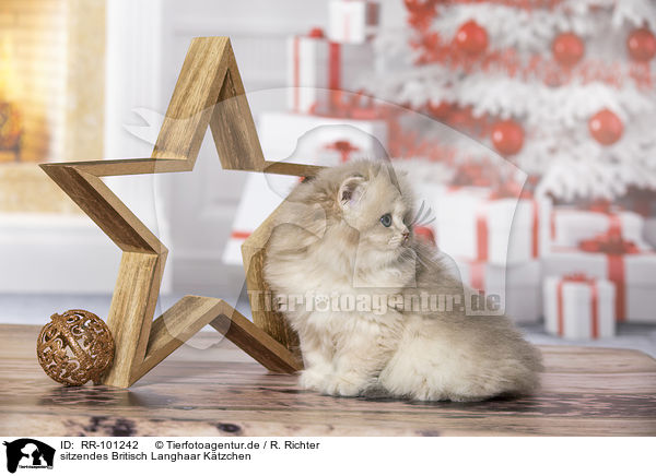 sitzendes Britisch Langhaar Ktzchen / sitting British Longhair Kitten / RR-101242